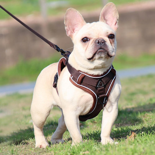 Harnais Petit Chien | DoogyHarness™ - Café