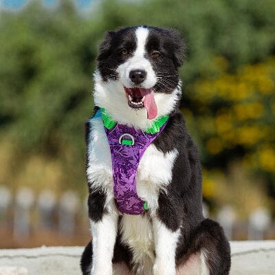 Harnais anti traction chien | PullFree™ - Camouflage Mauve