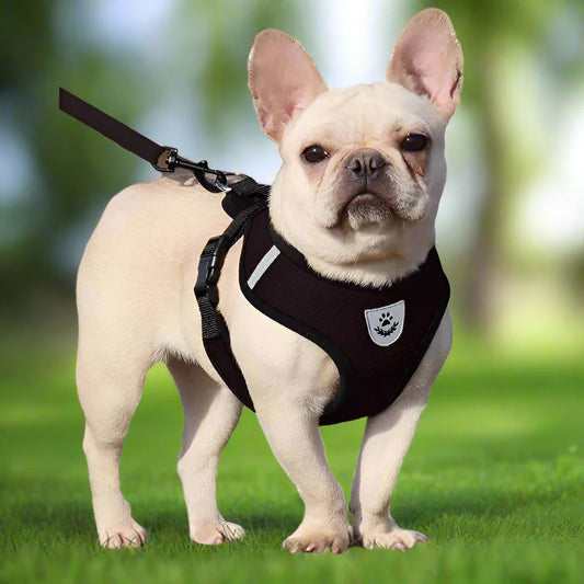 Harnais Petit Chien | Puppy Harness™ - Noir
