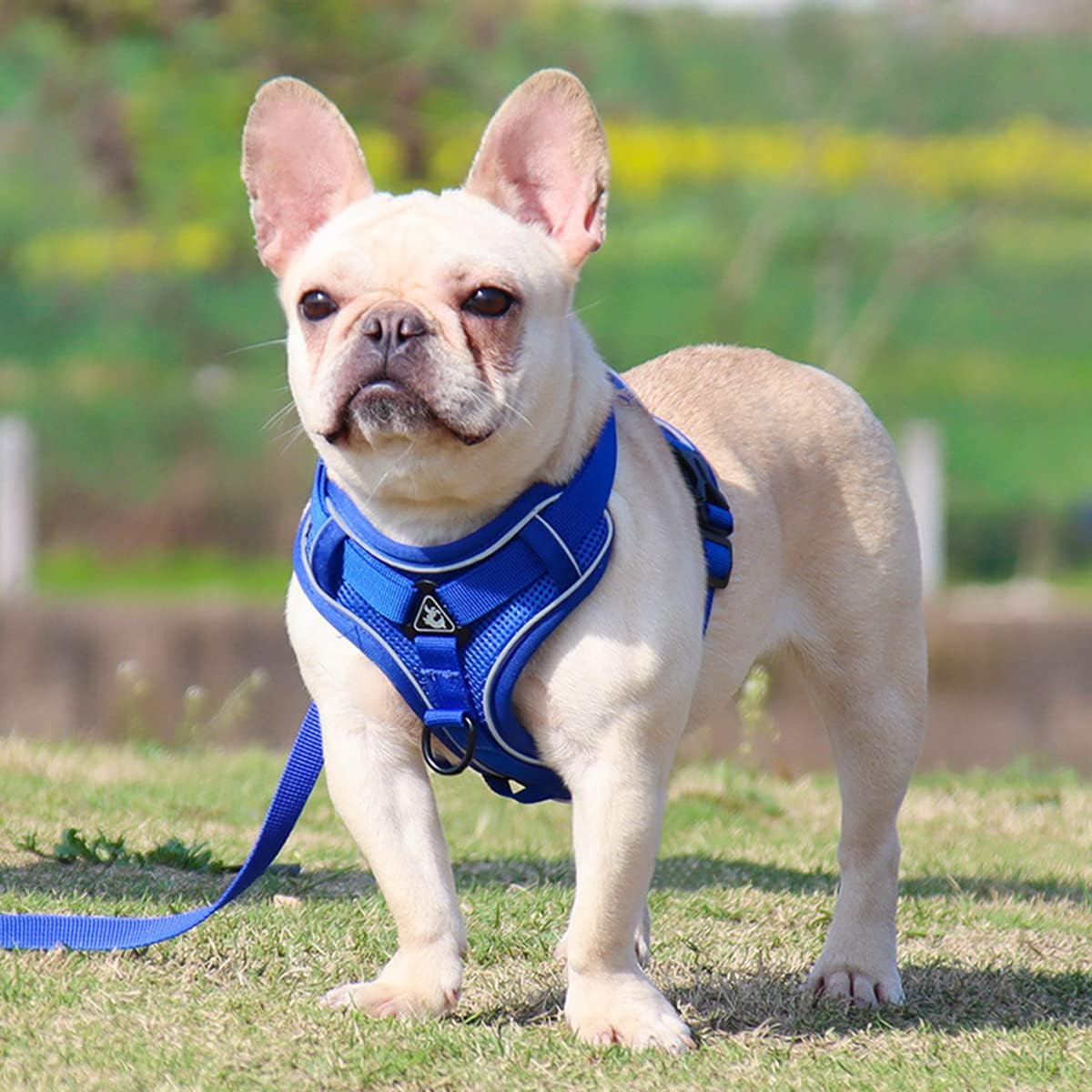 Harnais Petit Chien | DoogyHarness™ - Bleu