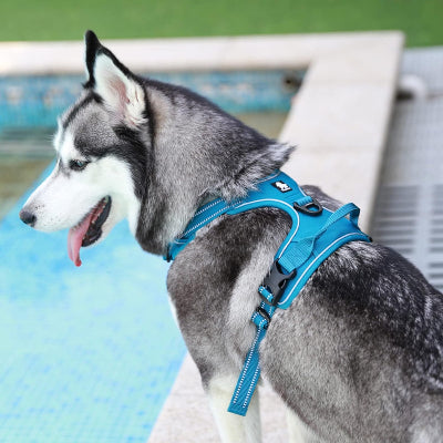Harnais anti traction chien | PullFree™ - Bleu