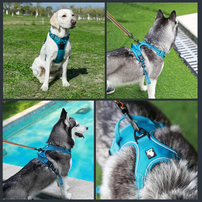 Harnais anti traction chien | PullFree™ - Bleu
