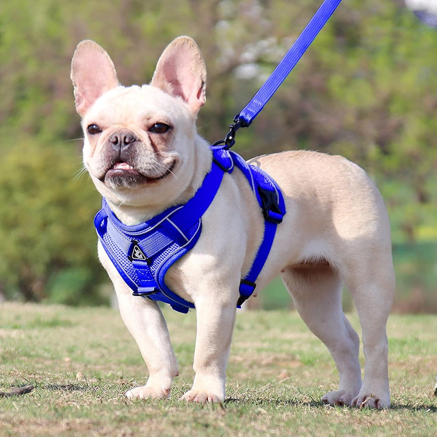 Harnais Petit Chien | DoogyHarness™ - Bleu