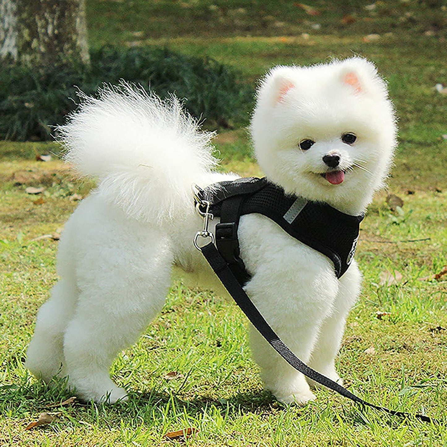 Harnais Petit Chien | Puppy Harness™ - Noir