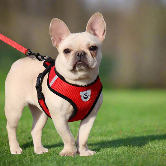 Harnais Petit Chien | PuppyHarness™ - Rouge